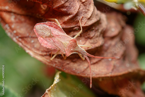 Haploprocta sulcicornis posed on a dead leaf under the sun