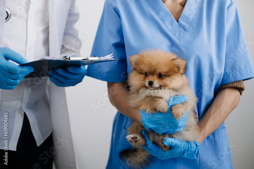Fototapeta Naklejka Na Ścianę i Meble -  Two doctors are examining him. Veterinary medicine concept. Pomeranian in a veterinary clinic..