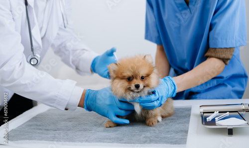 Two doctors are examining him. Veterinary medicine concept. Pomeranian in a veterinary clinic..