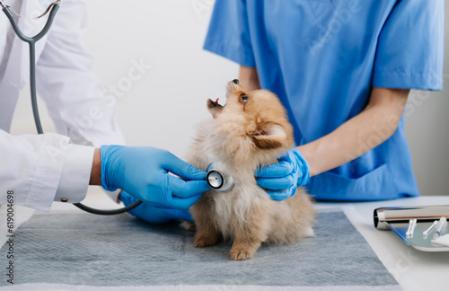 Fototapeta Naklejka Na Ścianę i Meble -  Two doctors are examining him. Veterinary medicine concept. Pomeranian in a veterinary clinic..
