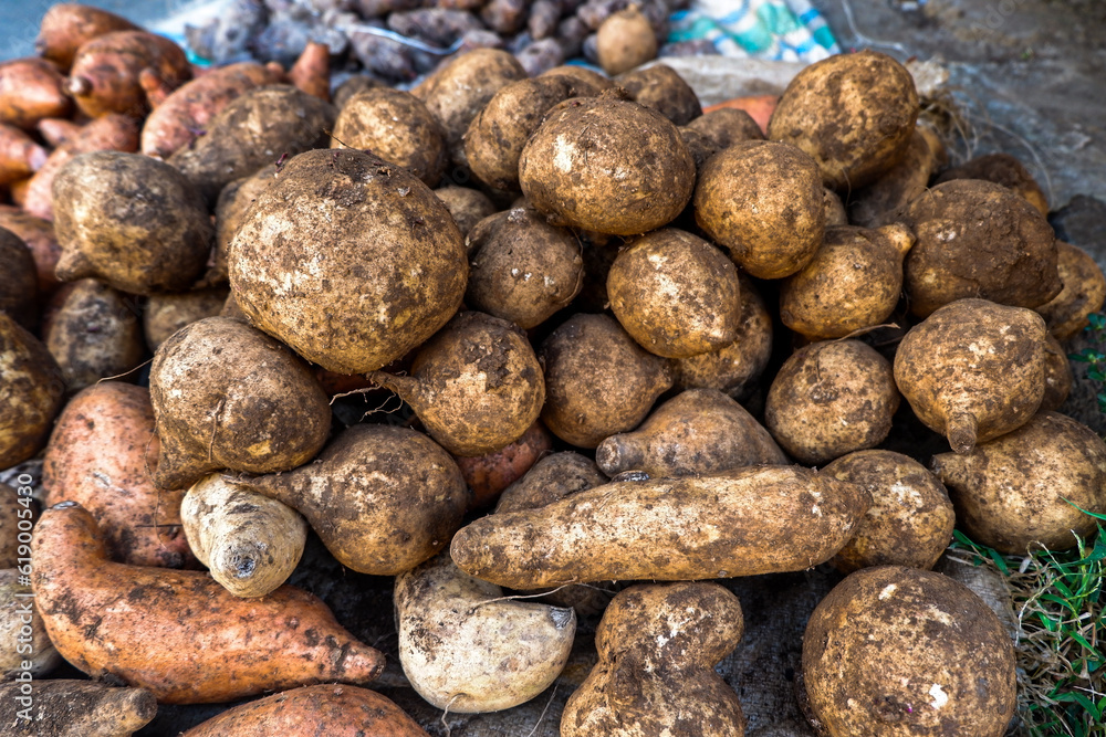 sweet potatoes sold in traditional markets sweet potatoes sold in traditional markets