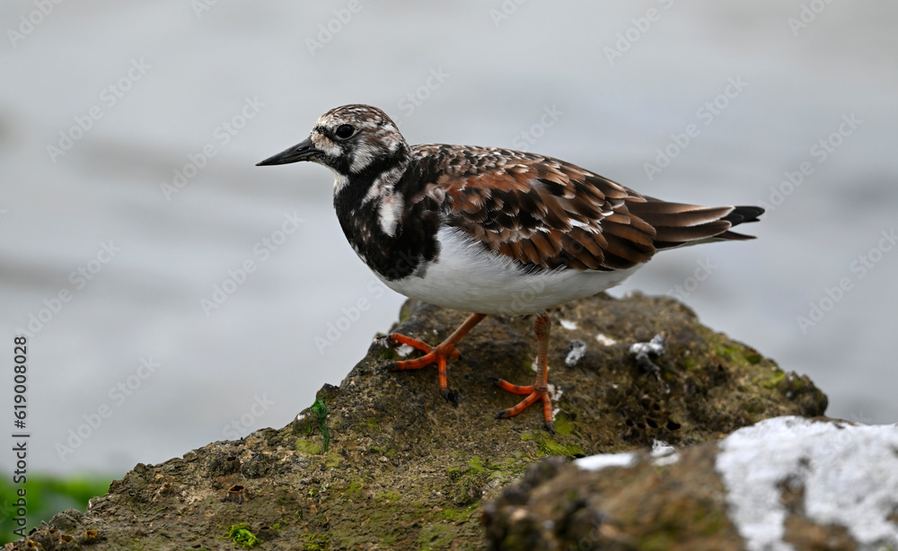 Steinwälzer // Ruddy turnstone (Arenaria interpres) Steinwälzer // Ruddy turnstone (Arenaria interpres)
