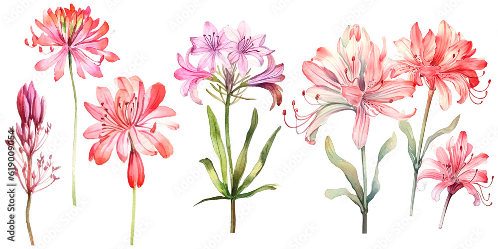 Bundle of Watercolor Illustrations Set of Nerine Flowers with Expressions of Leaves and Branches Bundle of Watercolor Illustrations Set of Nerine Flowers with Expressions of Leaves and Branches