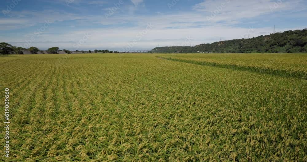 Taiwan Taichung paddy rice field