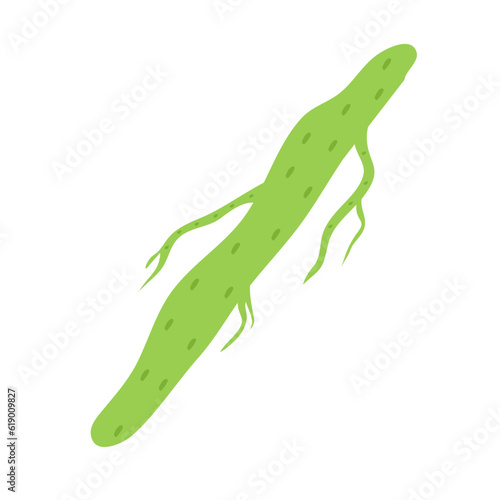 Plankton , Pytoplankton