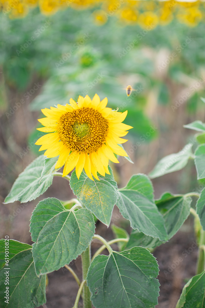 sunflowers close-up. background for screensavers, advertising
sunflowers close-up. background for screensavers, advertising