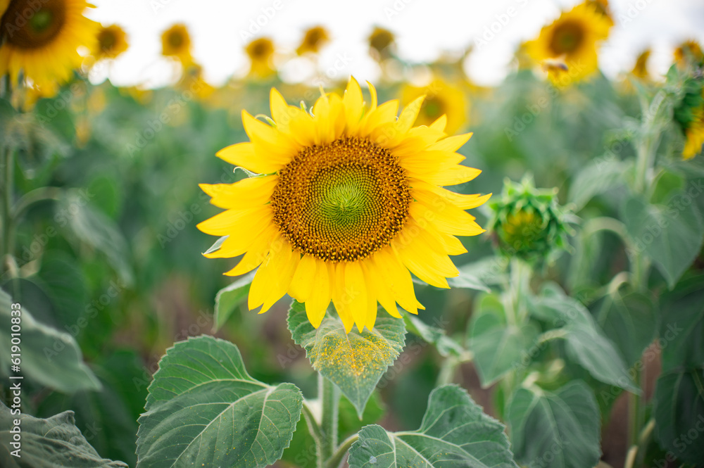 sunflowers close-up. background for screensavers, advertising
