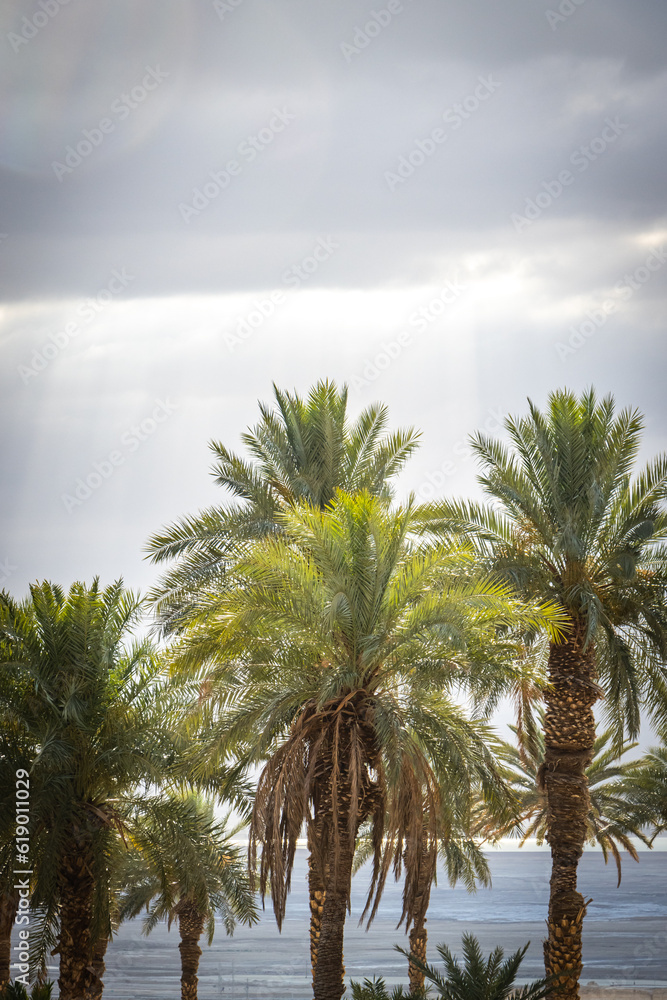 ein gedi, oasis, dead sea, palm trees, waterfalls, middle east, israel, beach, salt