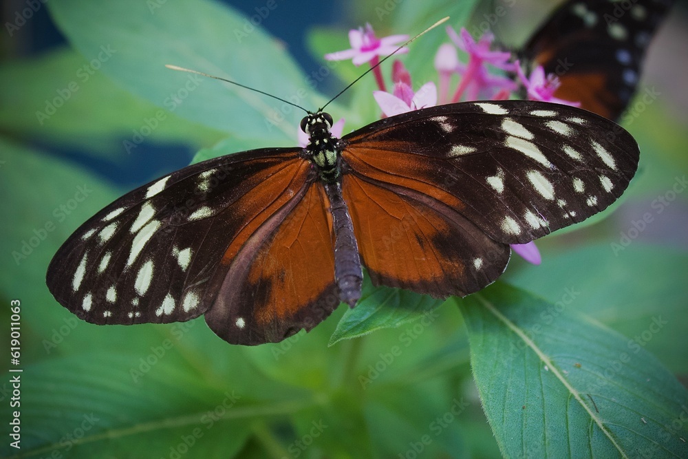Fototapeta premium Flotte vinger