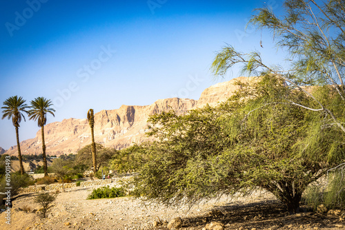 ein gedi, oasis, dead sea, palm trees, waterfalls, middle east, israel, beach, salt