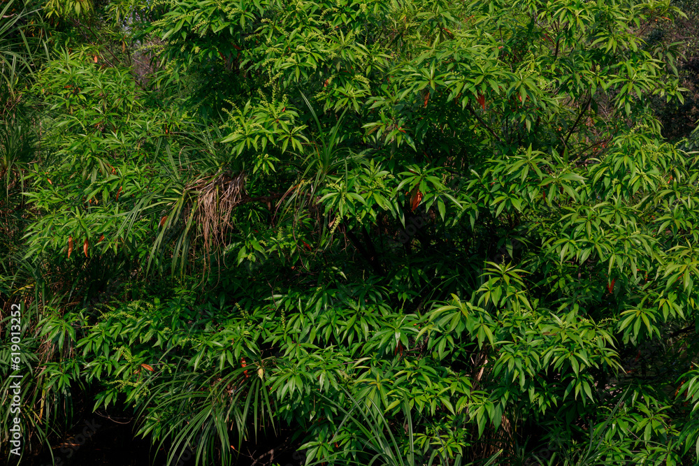 Fototapeta premium Background image of trees in sunlight