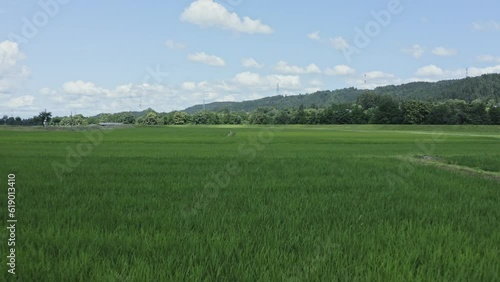 ドローン撮影：青々とした田んぼと青空を前進しながら撮影