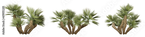Chamaerops humilis palm tree on transparent background, png plant, 3d render illustration. photo