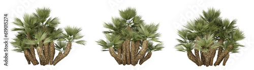 Chamaerops humilis palm tree on transparent background, png plant, 3d render illustration. photo