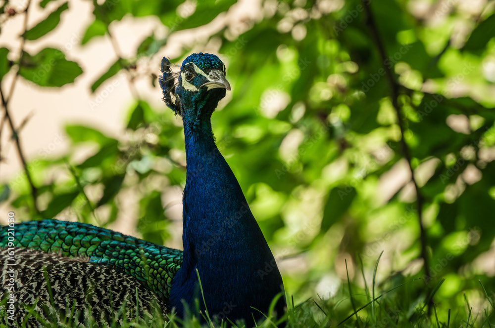 Close-up portrait of resting peacock in bush shadow Close-up portrait of resting peacock in bush shadow