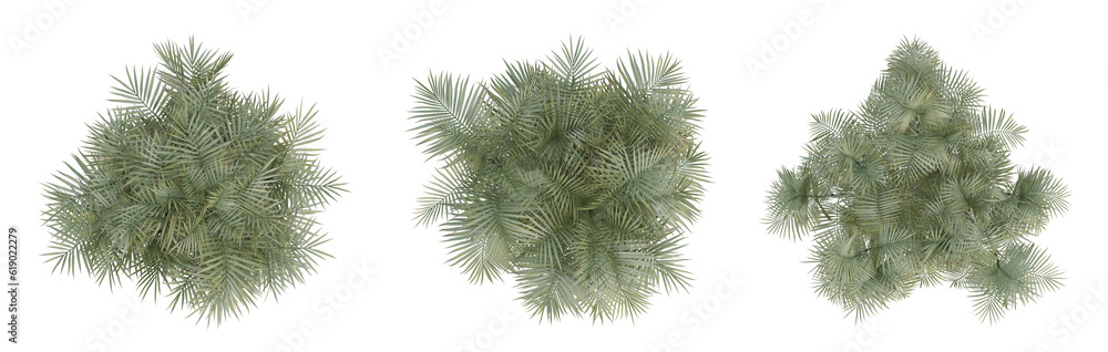 Set of bamboo trees on top view isolated on transparent background, palm plant, 3d render illustration.
