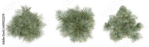 Set of bamboo trees on top view isolated on transparent background, palm plant, 3d render illustration. © Sandy