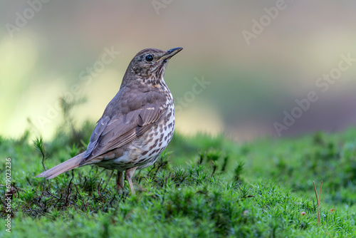  Song Thrush (Turdus philomelos) in the forest of the Netherlands.                               © Albert Beukhof
