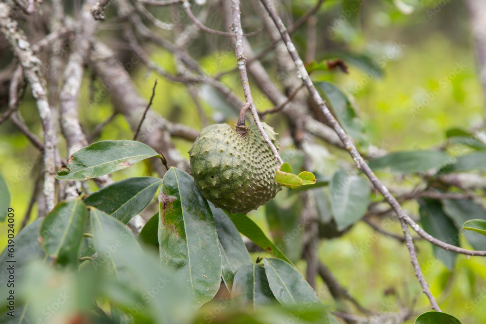 Annona muricata, soursop or graviola is a tree in the Annonaceae family. Originally from Central and South America, it is cultivated for its edible fruits in many countries with a tropical climate. Annona muricata, soursop or graviola is a tree in the Annonaceae family. Originally from Central and South America, it is cultivated for its edible fruits in many countries with a tropical climate.