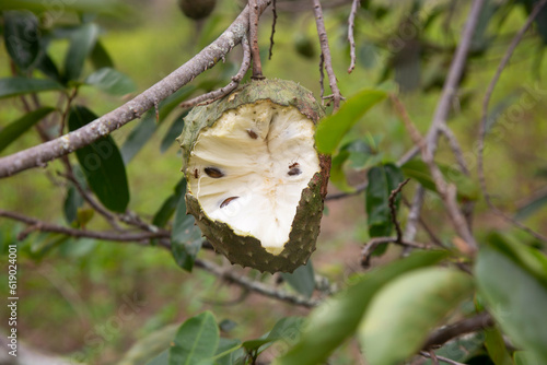 Annona muricata, soursop or graviola is a tree in the Annonaceae family. Originally from Central and South America, it is cultivated for its edible fruits in many countries with a tropical climate. photo