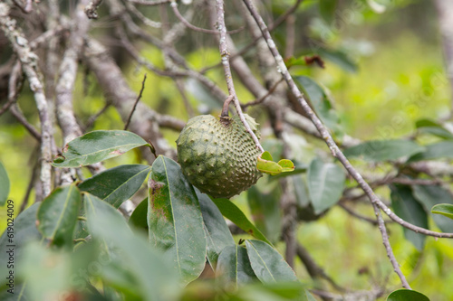 Annona muricata, soursop or graviola is a tree in the Annonaceae family. Originally from Central and South America, it is cultivated for its edible fruits in many countries with a tropical climate.