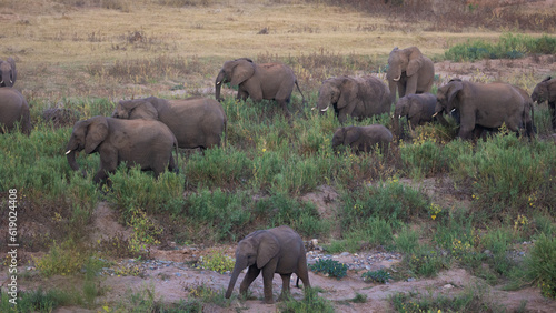 African elephant breeding herd on the move