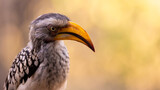 close-up of a yellow billed hornbill