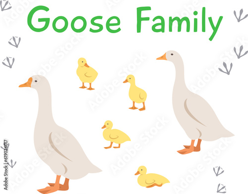 Goose, gander and goslings in different poses. Flat vector cartoon illustration. Isolated on white. Domestic farm livestock birds family, poultry, male female with offspring. Full length, side view
