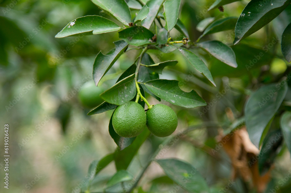 Organic lime plantation in the Peruvian jungle.