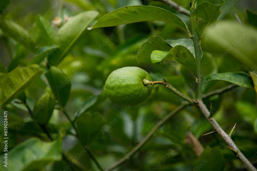 Organic lime plantation in the Peruvian jungle. Organic lime plantation in the Peruvian jungle.