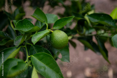 Organic lime plantation in the Peruvian jungle.