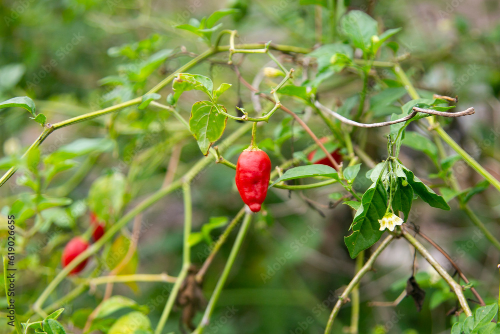 The Rocoto Red is the famous Black Seed Pepper of the Andes. It is a Capsicum Pubescens, known for thousands of years throughout Latin America. The Rocoto Red is the famous Black Seed Pepper of the Andes. It is a Capsicum Pubescens, known for thousands of years throughout Latin America.