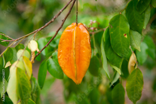 Asterisa or star fruit is the fruit of the averrhoa carambola tree native to Indonesia, the Philippines and Malaysia. photo