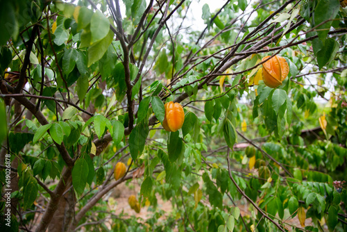 Asterisa or star fruit is the fruit of the averrhoa carambola tree native to Indonesia, the Philippines and Malaysia. photo