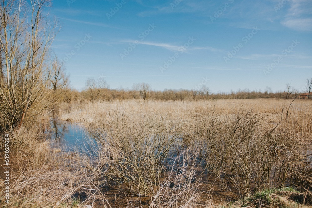 Tranquil outdoor scene of a pond surrounded by lush grass and brown reeds Tranquil outdoor scene of a pond surrounded by lush grass and brown reeds