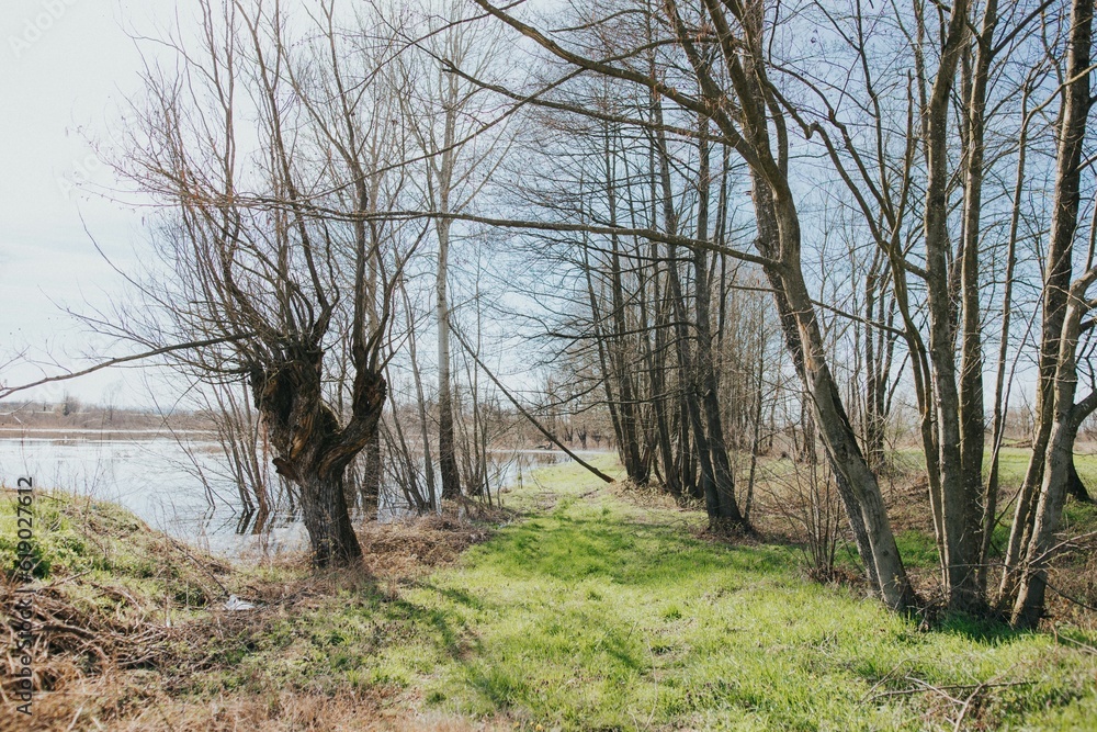 Fototapeta premium Tranquil outdoor scene of a pond surrounded by lush grass and brown reeds