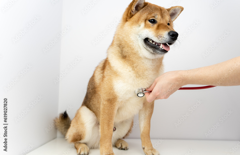 a dog with a stethoscope at a veterinarian's appointment