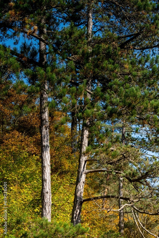 Fototapeta premium Vertical of tall tree with the yellow forest in the background on a sunny autumn day