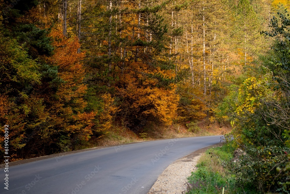 Empty countryside road surrounded by the colorful autumn trees of the dense forest