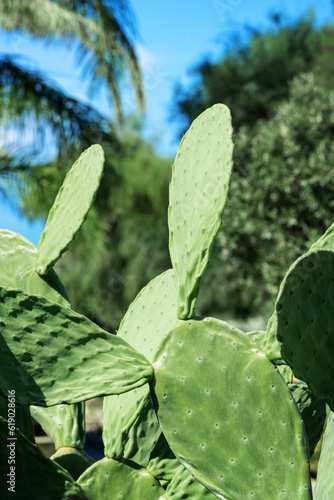 Tropical green cactus in Calabria. Close up cacti plant on palm background