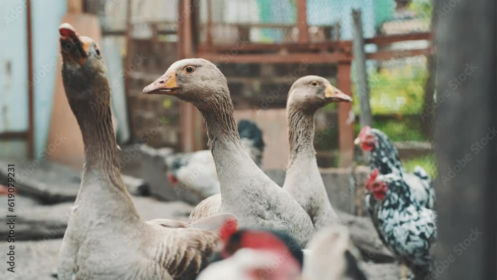 Goose walking in paddock. Domestic geese, rooster and chicken on a farm in the village. Goose walking in paddock. Domestic geese, rooster and chicken on a farm in the village.