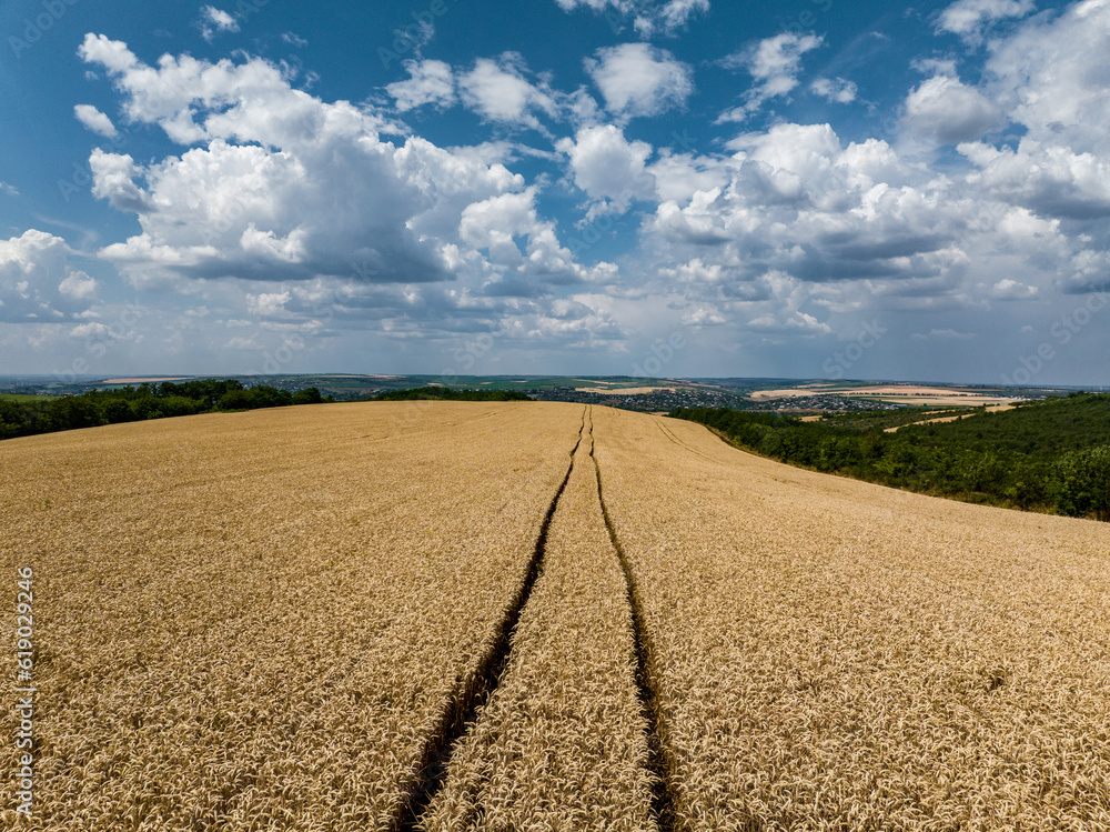 combine tracks in a field of wheat under a cloudy sky