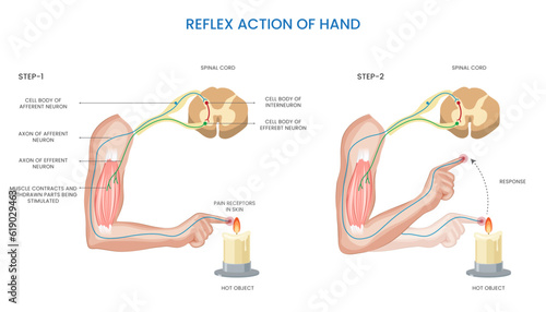 Reflex action of the hand involves an automatic and involuntary response to a sensory stimulus, enabling quick reactions and movements for protection or coordination.