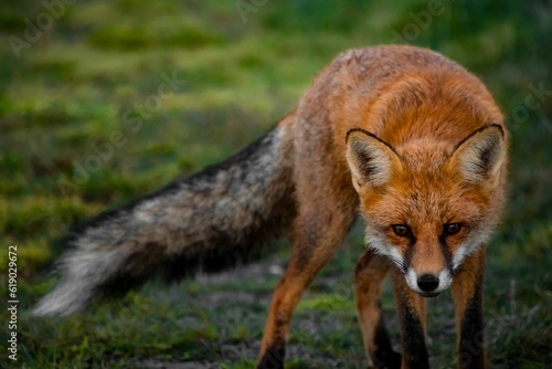 Beautiful shot of a sneaky orange fox walking around on a grassy meadow