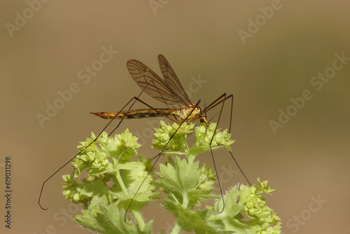 Female crane fly Nephrotoma scurra , family Tipulidae on flowers of Lady's Mantle (Alchemilla), Rose family (Rosaceae). Dutch garden, June.                                photo