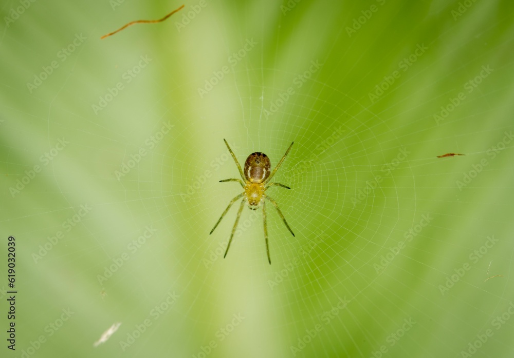 Naklejka premium Closeup shot of a small spider on its own web