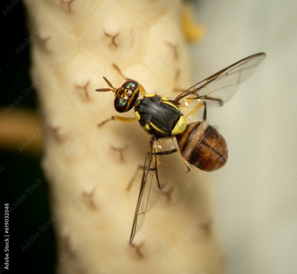 Fototapeta premium A closeup shot of a Bactrocera dorsalis