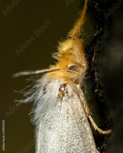 Fototapeta Naklejka Na Ścianę i Meble -  there is a moth that is hanging on the tree branch