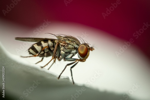 A closeup shot of a Housefly