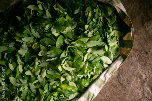 Картината върху платно Organic plantation of coca plants in the Peruvian jungle